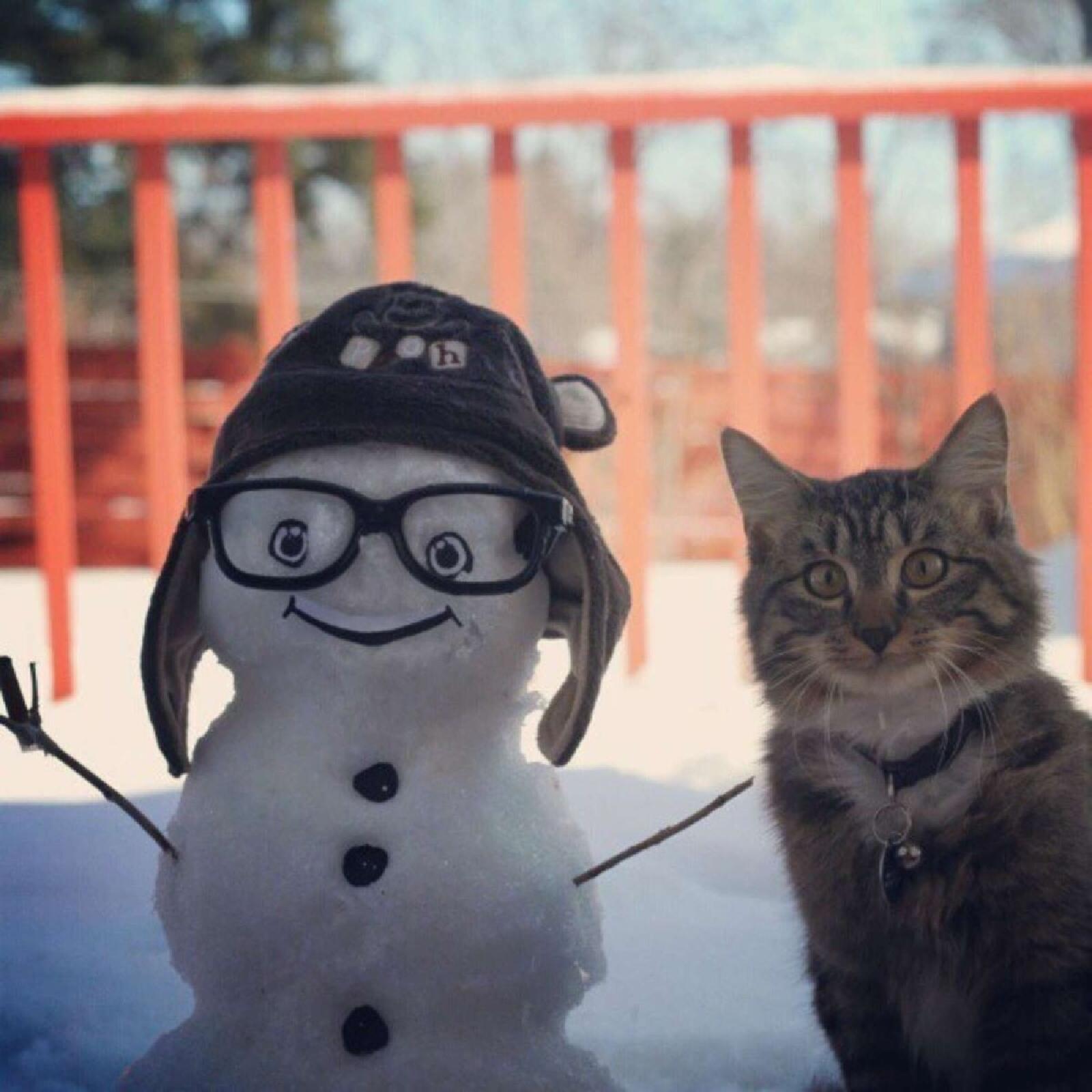 Коты и Снеговики
