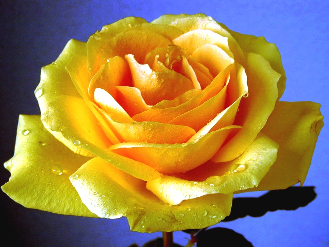 Желтая чайная роза