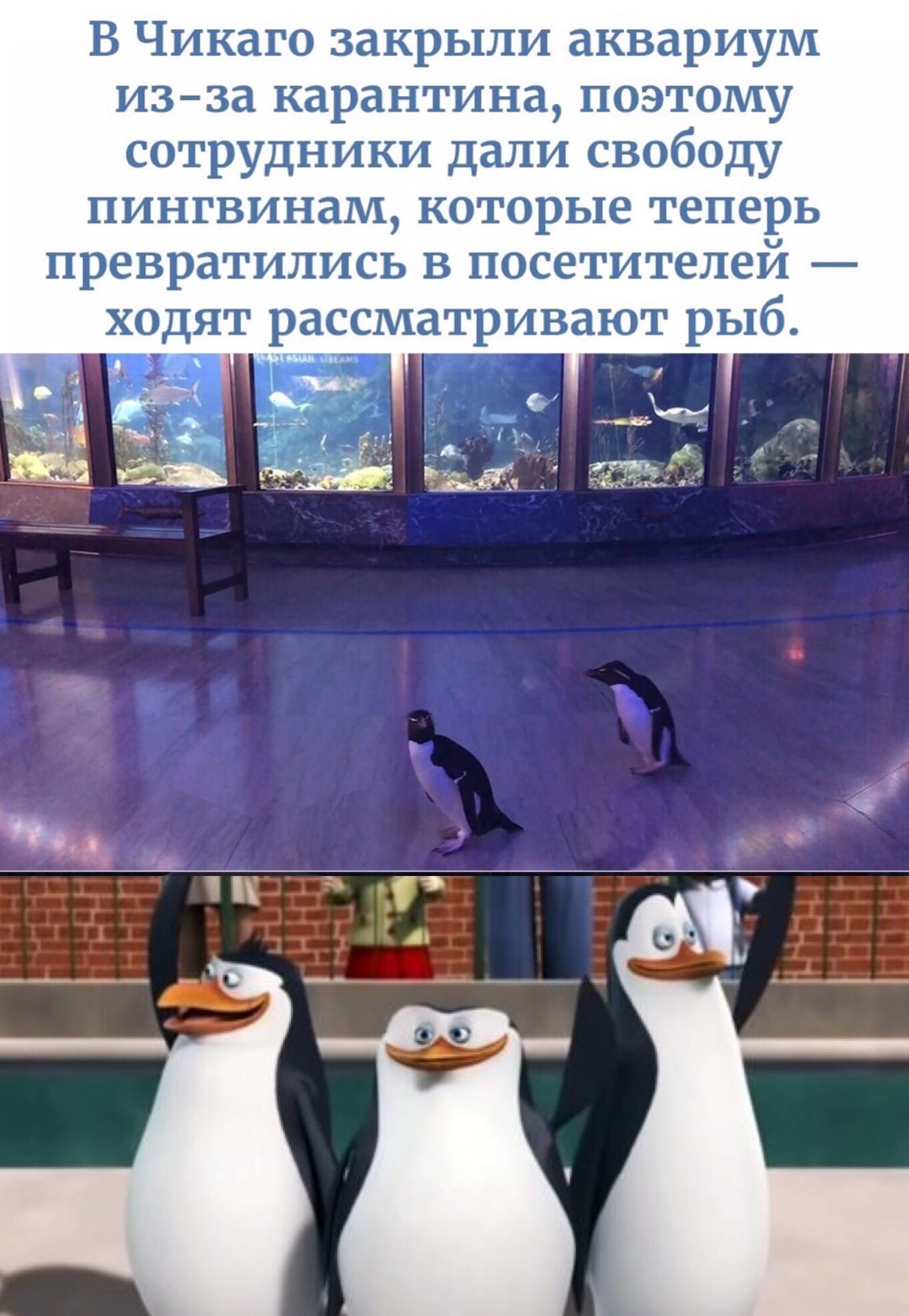 Смешные истории про пингвинов