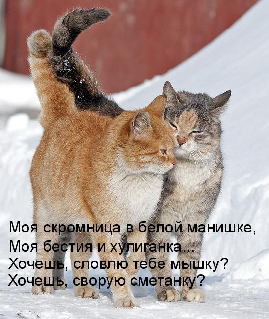 http://content-5.foto.my.mail.ru/community/cats-dogs1/_groupsphoto/h-39051.jpg