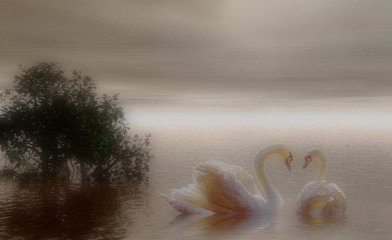 Не могут жить разлуки лебеди песни. Лебеди живопись. Пейзаж с лебедями. Картина "лебеди". Живопись лебеди на озере.