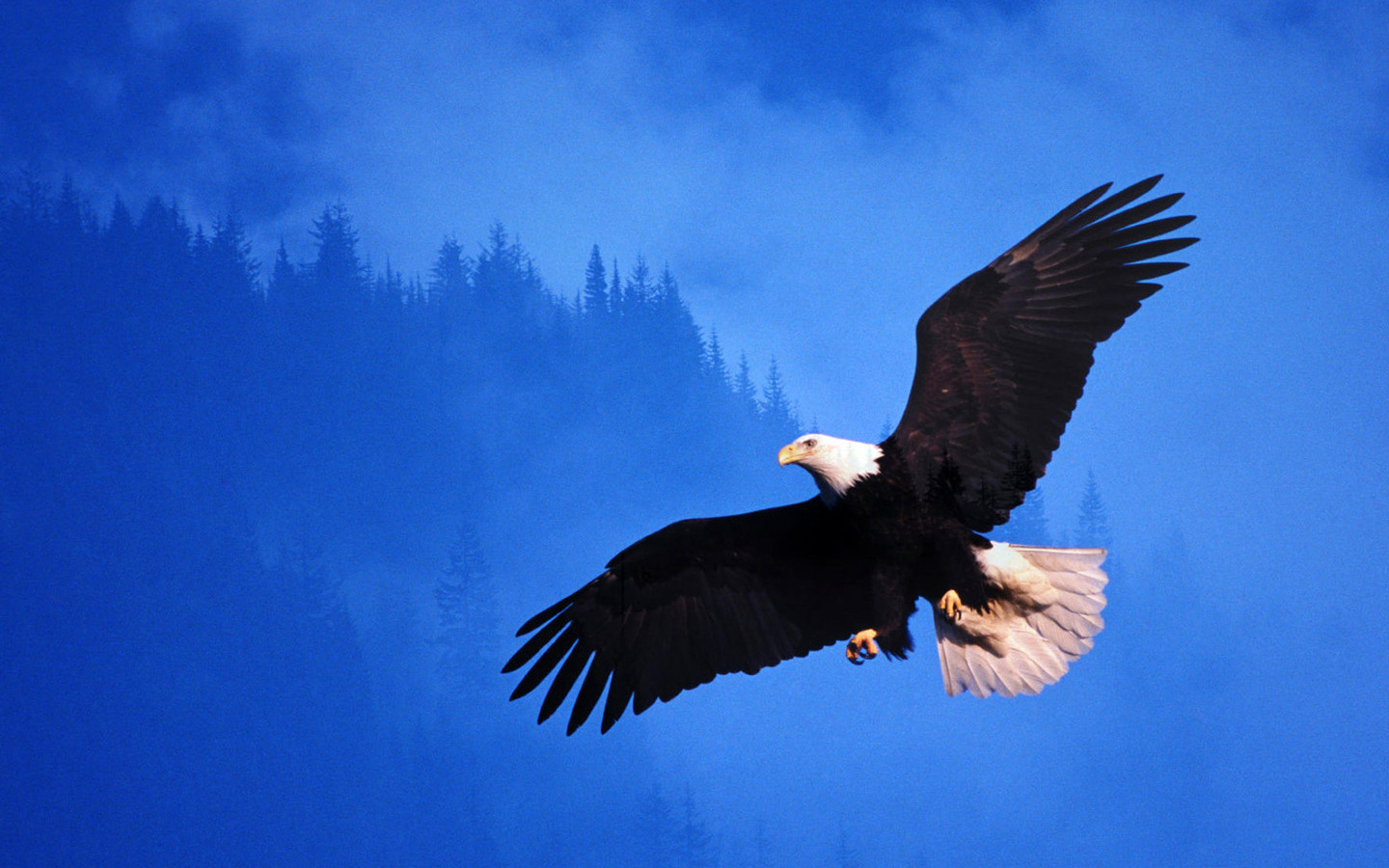 Орел летит. Spirit of the Eagle. Орел парящий вверх. Spirit animal. Eagle Spirit ВКОНТАКТЕ.