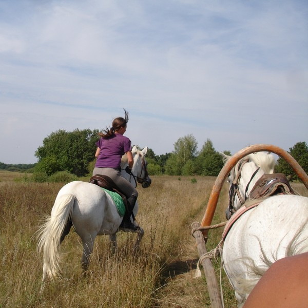 #лошади #horses #animals #животные #серая #кобыла #Заира #Сказка  #конный #поход #лето #2014 #луга #трава #вседле #конныйтуризм #сельскийтуризм #рязанскаяобласть #спасскийрайон #ктк #Верхом_по_Мещёре #верхомпомещёре #село #Орехово