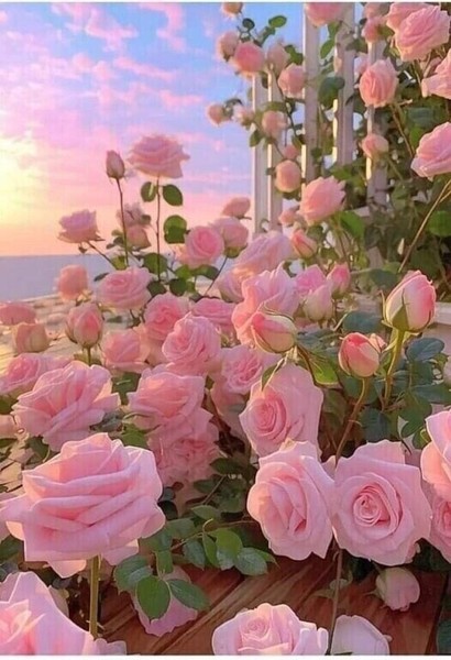 Куст Розы

#Цветы
#Природа
#КустРозы
#Закат
#БерегМоря