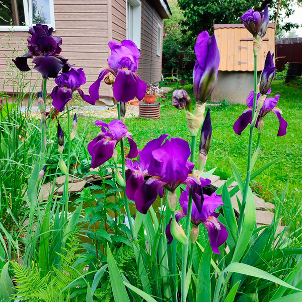 Многолетний садовый цветок Ирис (Iris)