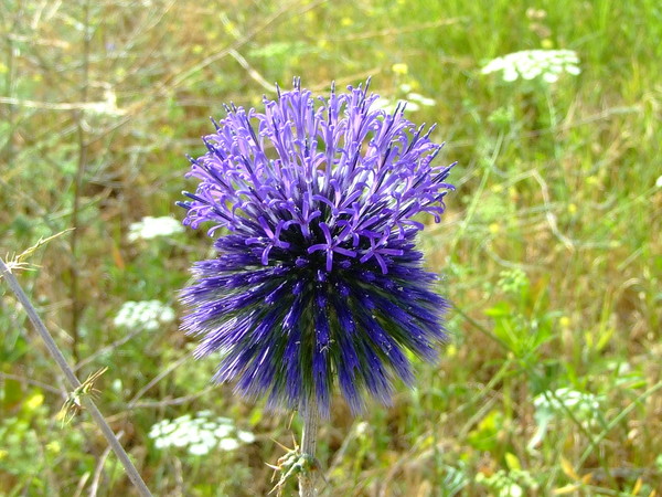 Мордовник шароголовый 
Echinops adenocaulos 
Ссемейство: Астровые / Сложноцветные 
(Asteraceae / Compositae)

Название:  происходит от греческих слов «echinos» - еж и «opsis» - похожий, по колючим листочкам обертки соцветий. 

