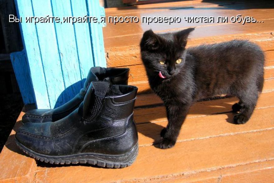 В дом приходит кошка примета к чему. Говорящие ботинки. Черный кот к чему приходит. В дом пришла черная кошка к чему это. Пришёл чёрный котёнок к чему.